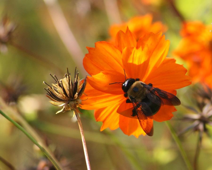 Lady Bee Photograph By Valia Bradshaw Fine Art America