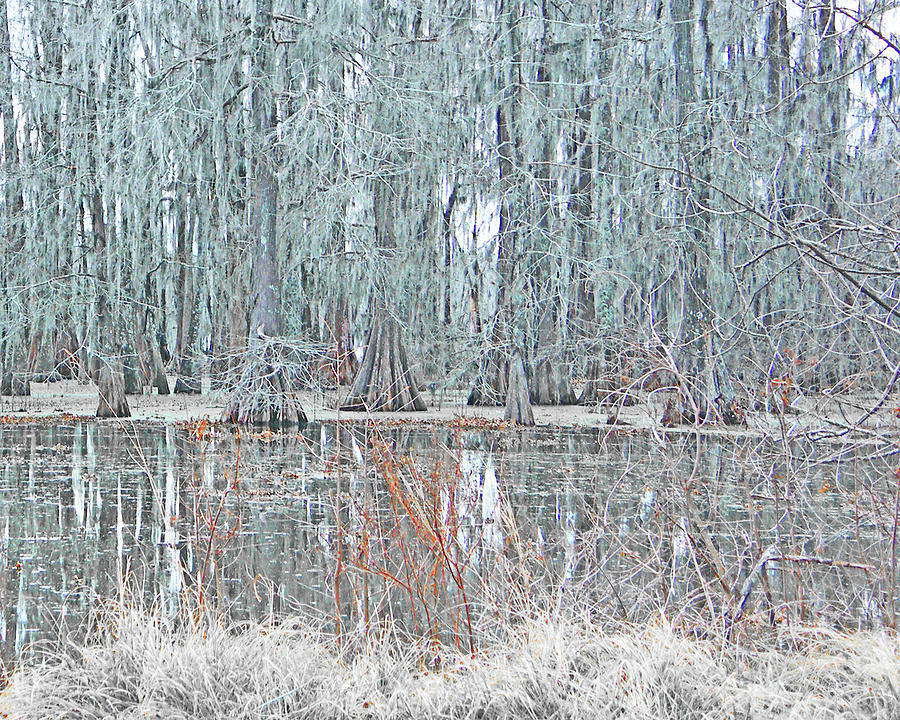Lake Martin Swamp #2 Digital Art by Lizi Beard-Ward