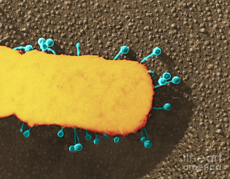 Bacteria Photograph - Lambda Phage On E. Coli #2 by Science Source