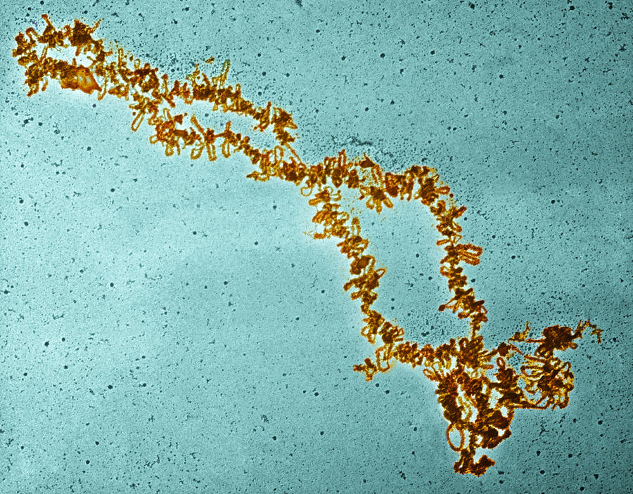Amphibians Photograph - Lampbrush Chromosomes, Tem #2 by 