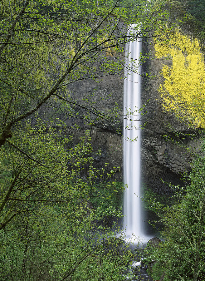 Latourell Falls Columbia River Gorge #2 Photograph by Tim Fitzharris