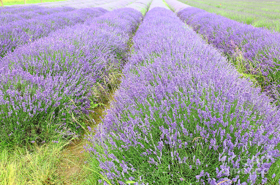 Lavenders #2 Photograph by Milena Boeva