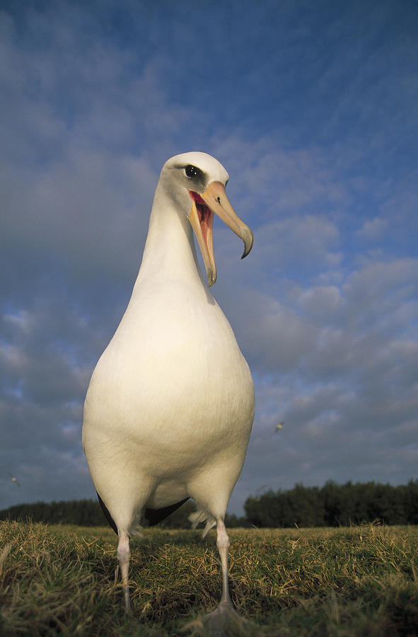 Laysan Albatross Phoebastria #3 Photograph by Tui De Roy