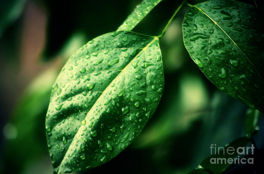 Nature Photograph - Leaf #2 by Nilay Tailor