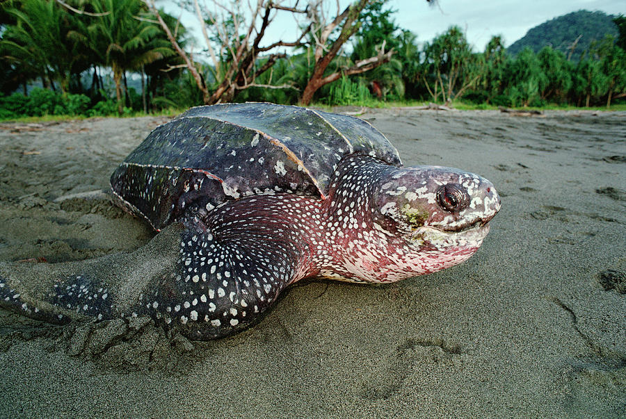 Leatherback Sea Turtle Dermochelys Photograph by Mike Parry