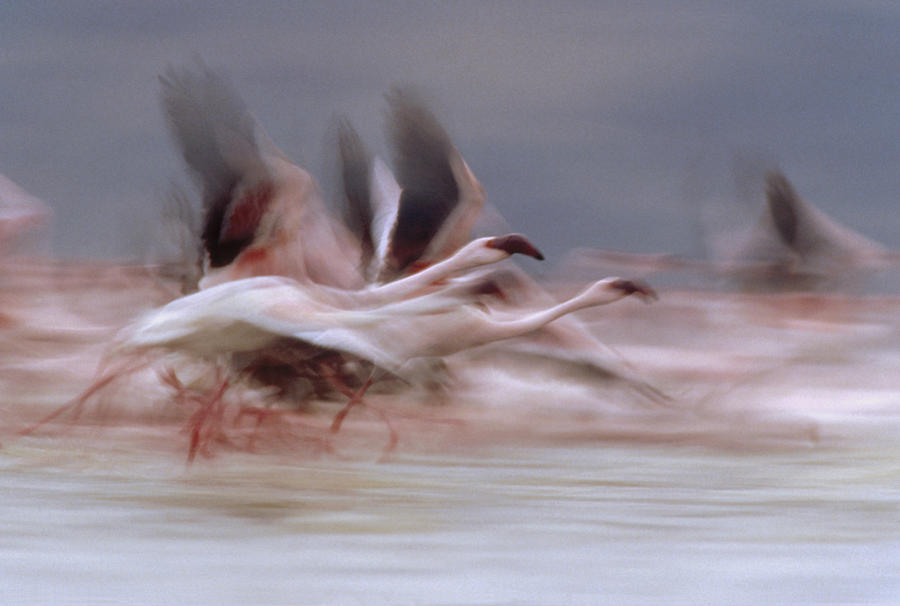 Lesser Flamingo Flock Taking Flight #2 Photograph by Tim Fitzharris