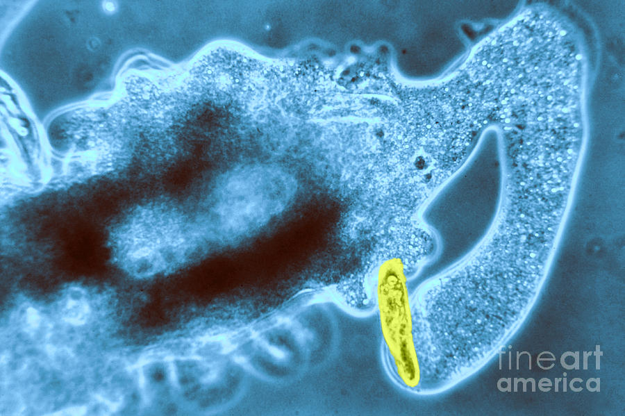 Light Micrograph Of Amoeba Catching #2 Photograph by Eric V. Grave