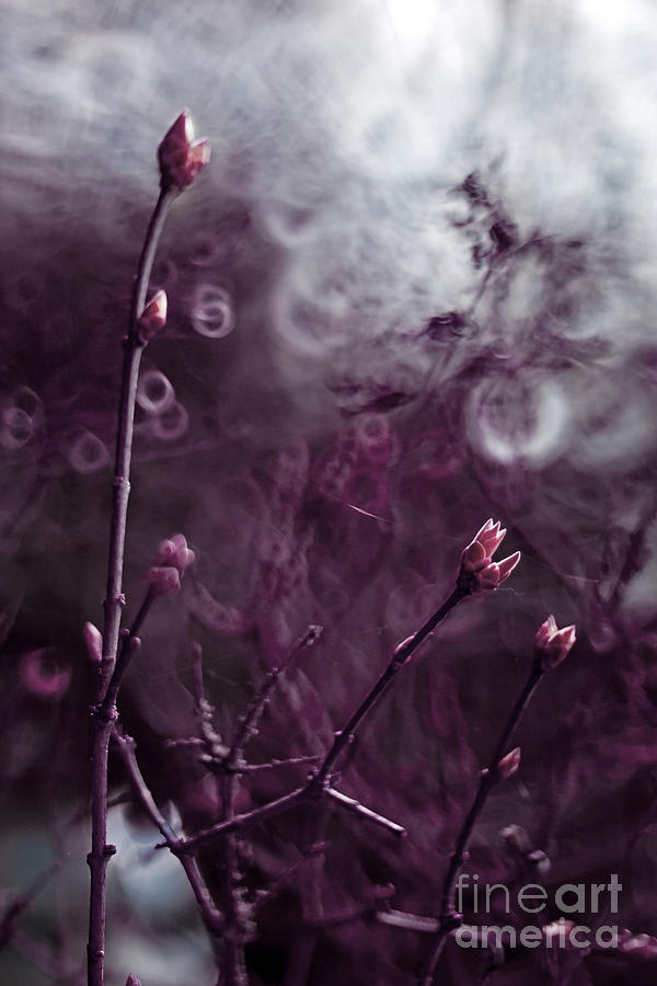Lilac tree #2 Photograph by Ang El