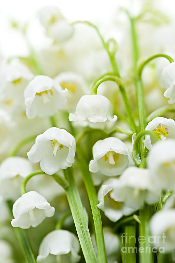 Lily-of-the-valley flowers closeup Photograph by Elena Elisseeva