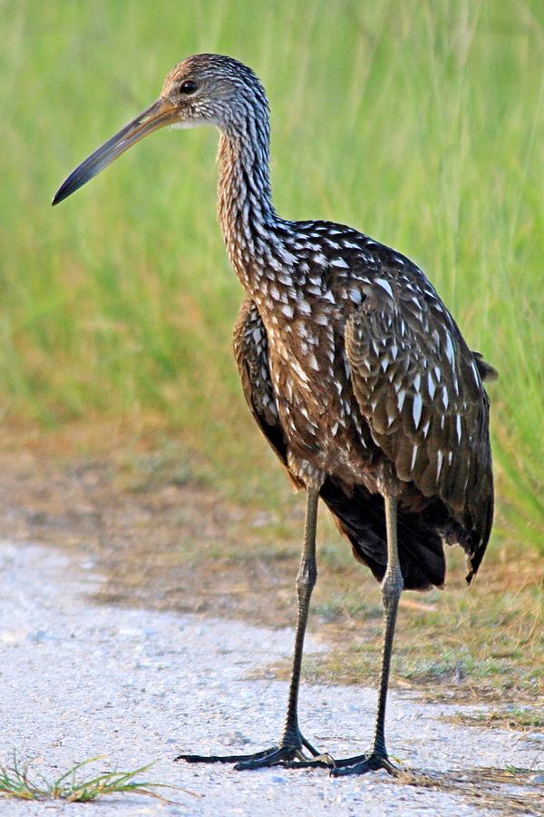 Limpkin Photograph by Ira Runyan - Fine Art America