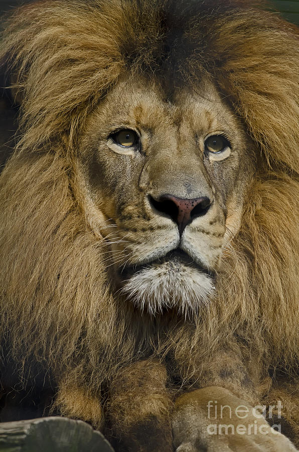 Lion #1 Photograph by JT Lewis