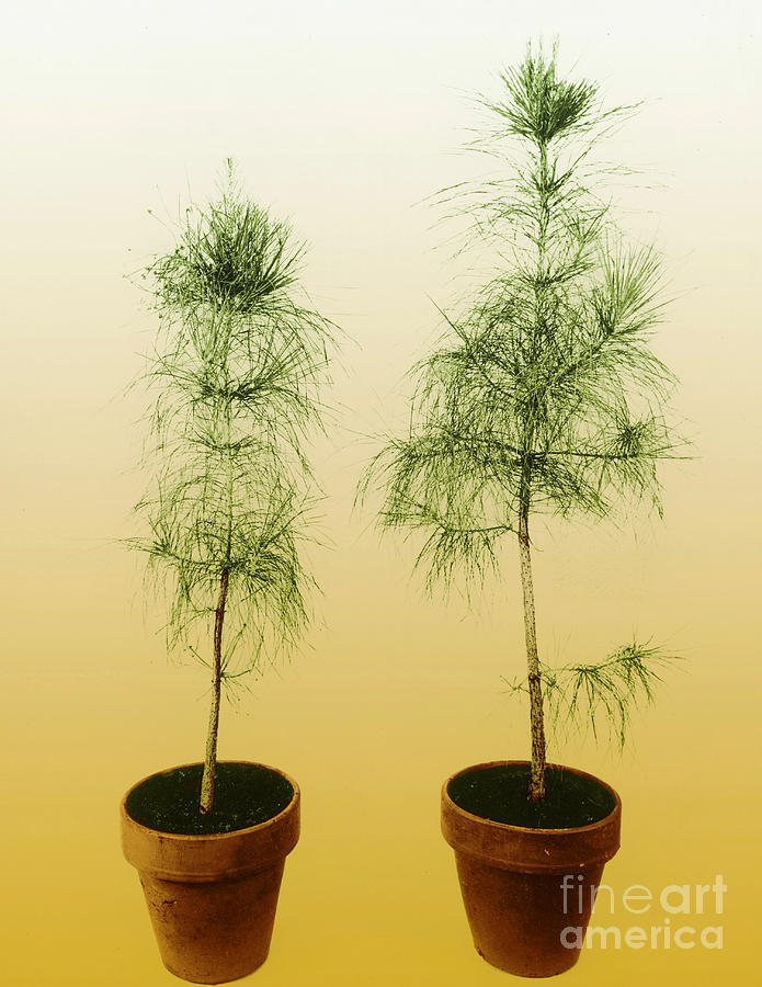 Loblolly Pine Gibberellic Acid #2 Photograph by USDA/Omikron