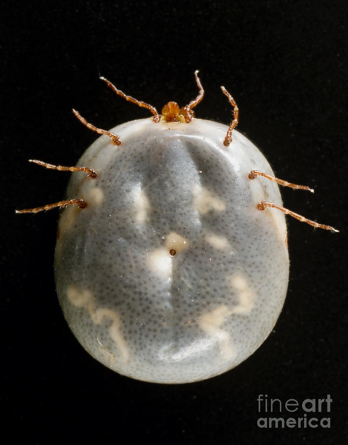 Lone Star Tick #2 Photograph by Science Source