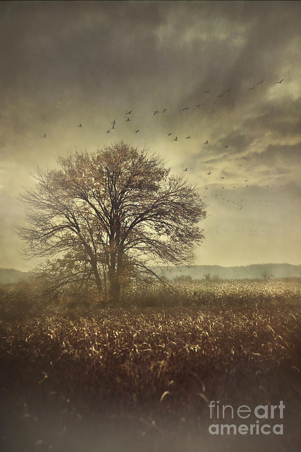 Lone tree in autumn farm field  #2 Photograph by Sandra Cunningham