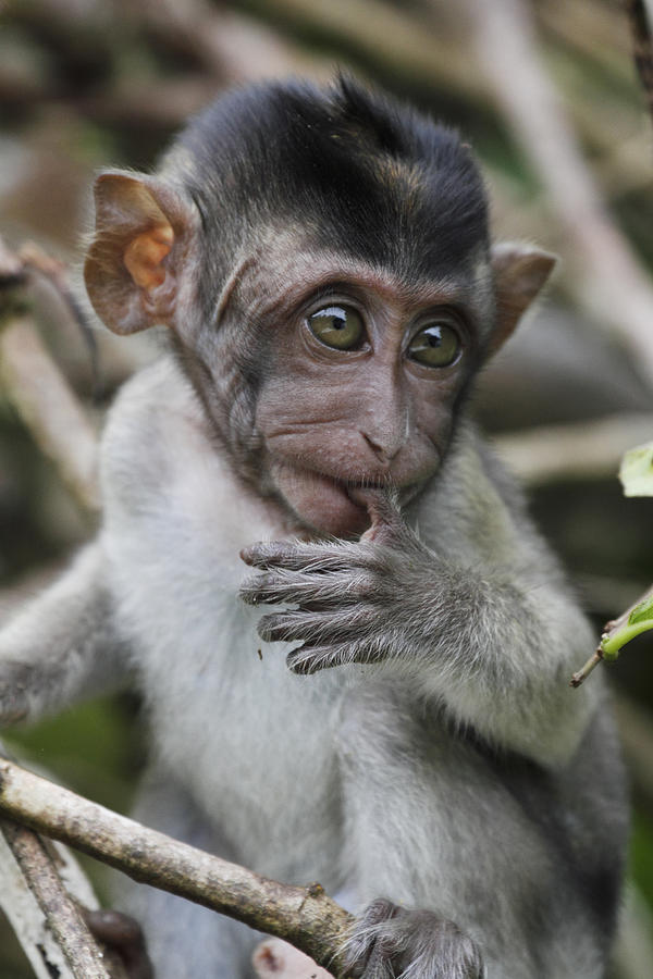 Long-tailed Macaque Macaca Fascicularis #2 Photograph by Hiroya Minakuchi