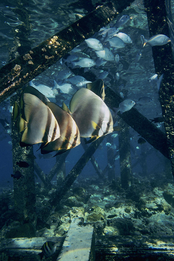 Fish Photograph - Longfin Batfish #2 by Georgette Douwma