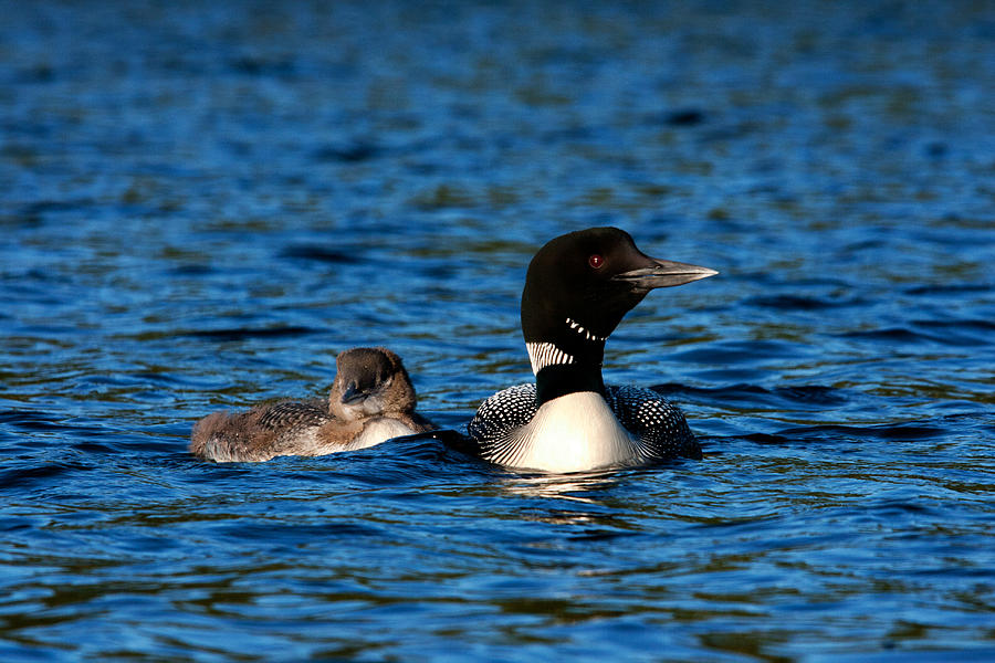 Loon and Chick #2 Photograph by Benjamin Dahl