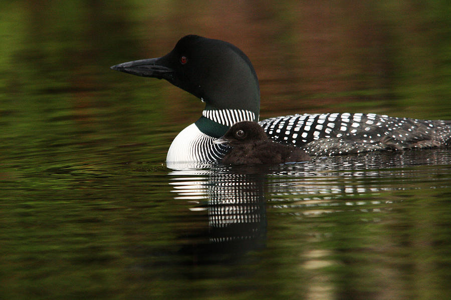 Loon and New Born Chick #2 Photograph by Benjamin Dahl