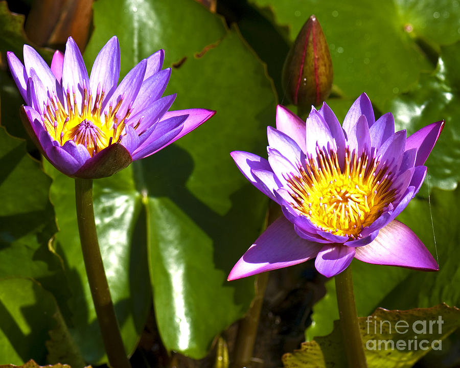 Lotus Photograph by Charuhas Images - Fine Art America