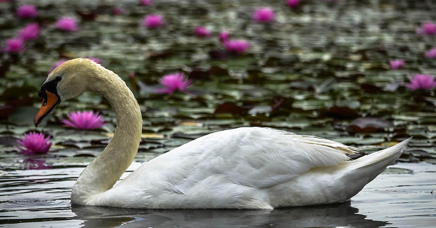 Lotus Swan Photograph by Brian Stevens - Fine Art America