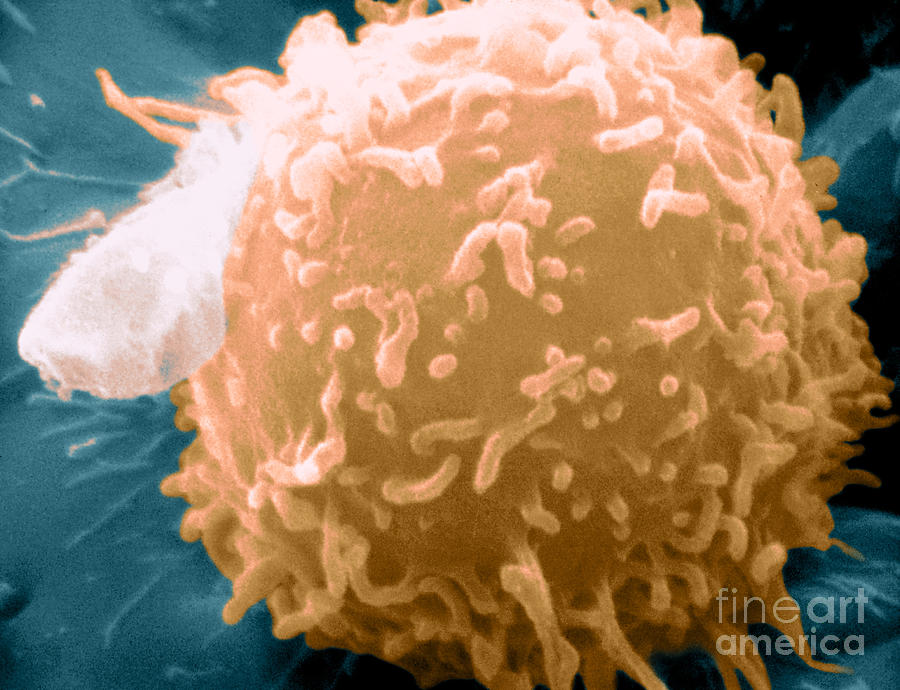 Lymphocyte #2 Photograph by Science Source