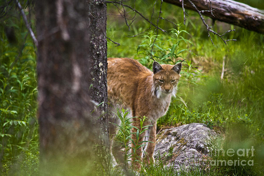 Lynx #1 Photograph by Heiko Koehrer-Wagner