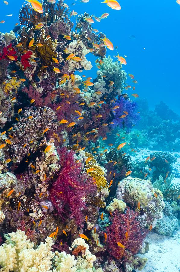 Lyretail Anthias And Soft Corals Photograph by Georgette Douwma - Fine ...