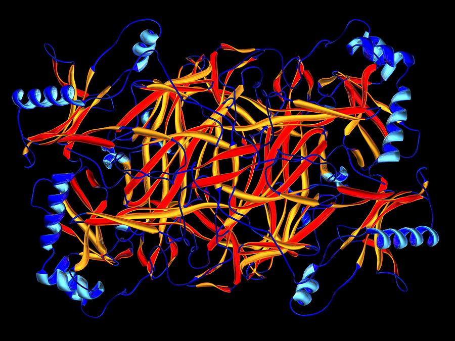 Lysyl Oxidase Photograph - Lysyl Oxidase Enzyme Molecule #2 by Dr Mark J. Winter