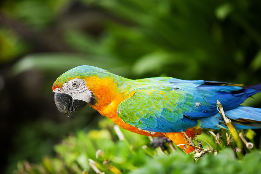 Jungle Photograph - Macaw #2 by Anek Suwannaphoom