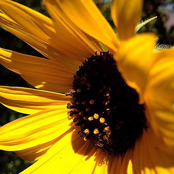 Sunflower Photograph - #macro #macromania #macro_flower #2 by Jim Neeley