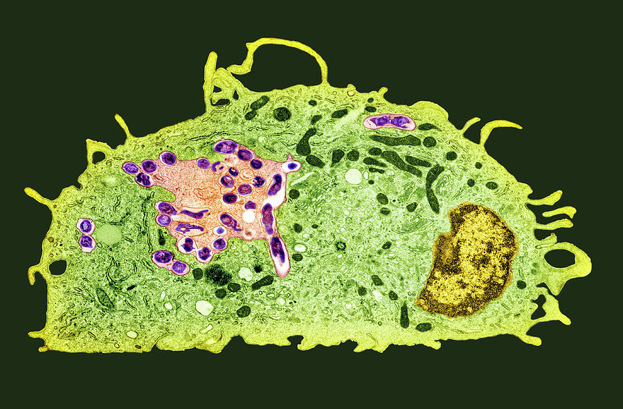 Macrophage And Tuberculosis Vaccine Tem Photograph By