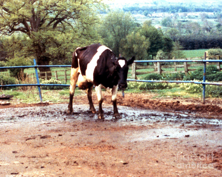 Mad Cow Disease #2 Photograph by Science Source