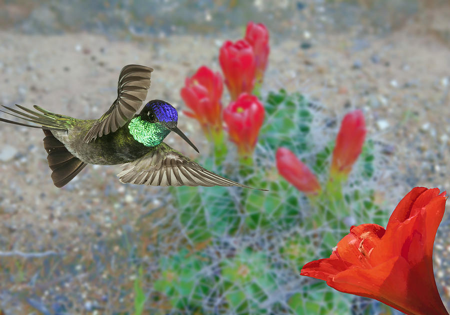 Magnificent Hummingbird #2 Photograph by Gregory Scott