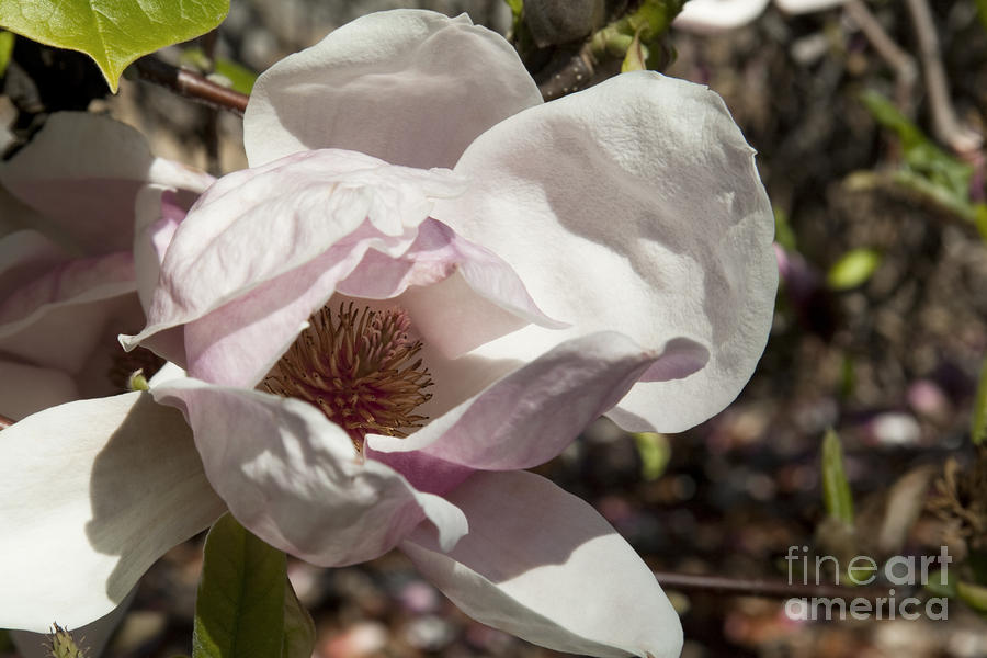 Magnolia x soulangeana Flower #2 Photograph by Sherry  Curry