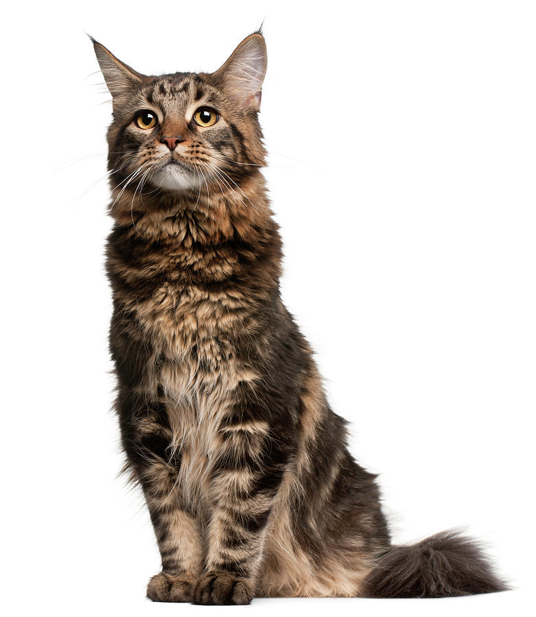 Maine Coon (8 Months Old) Photograph by Life On White