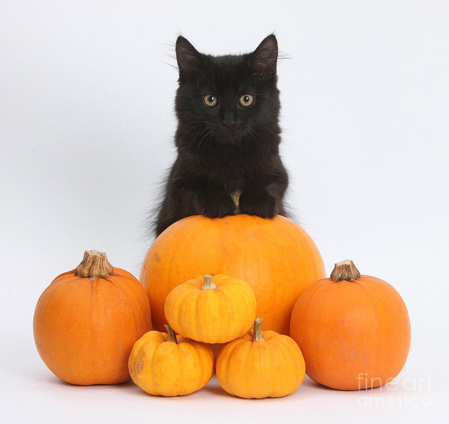 Maine Coon Kitten and Pumpkins Photograph by Mark Taylor