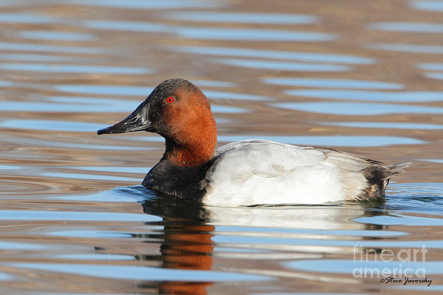 Male Canvasback Duck #2 Photograph by Steve Javorsky