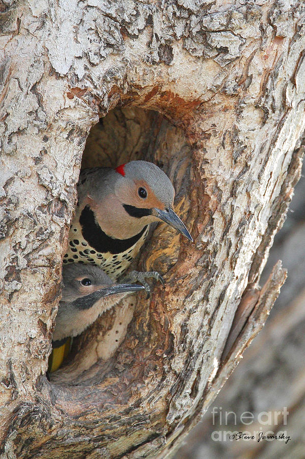 Male Flicker with Young #2 Photograph by Steve Javorsky