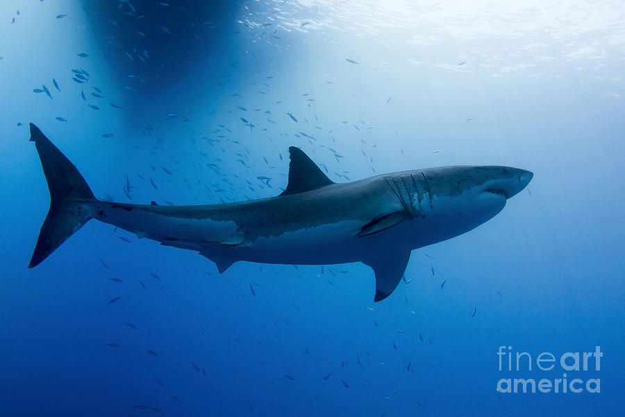 Male Great White Shark And Pilot Fish Beach Sheet by Todd Winner - Fine Art  America