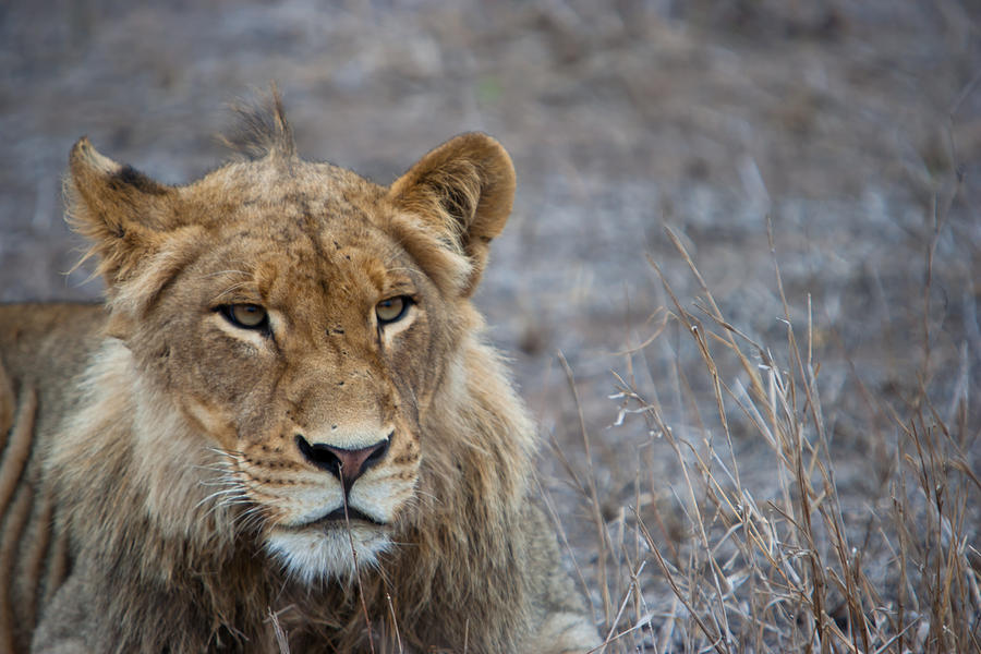 Wildlife Photograph - Male Lion #2 by Hein Welman