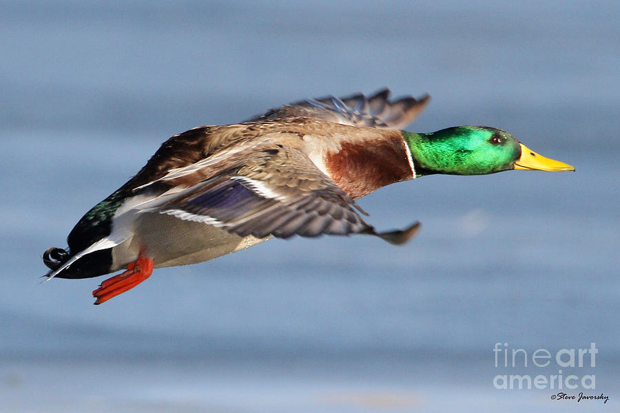Male Mallard Duck in Flight #2 Photograph by Steve Javorsky