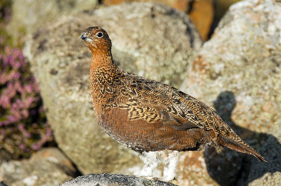 Summer Photograph - Male Red Grouse #2 by Duncan Shaw