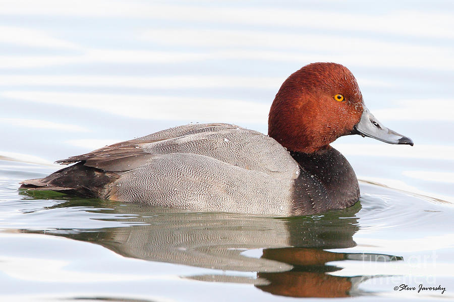 Male Redhead Duck #2 Photograph by Steve Javorsky