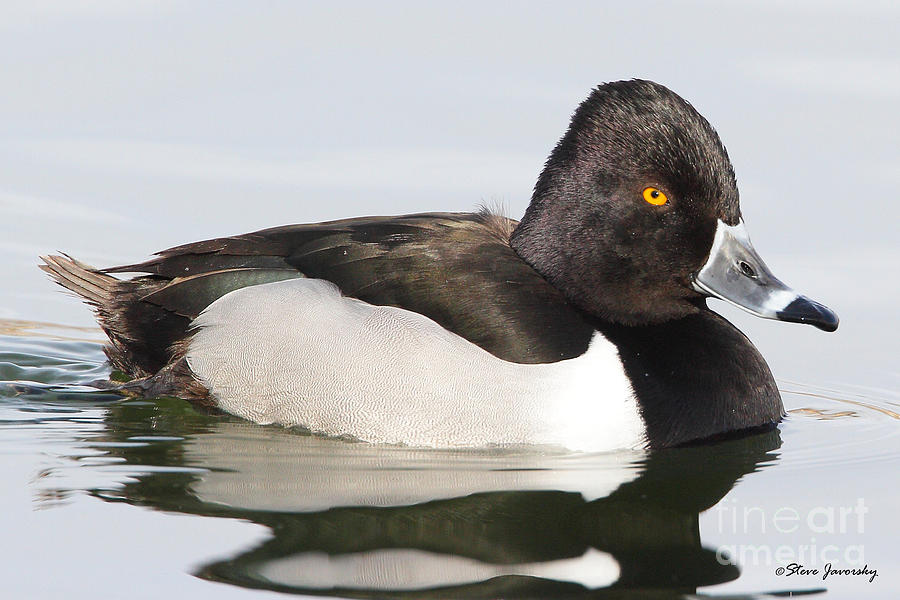 Male Ring Necked Duck #2 Photograph by Steve Javorsky