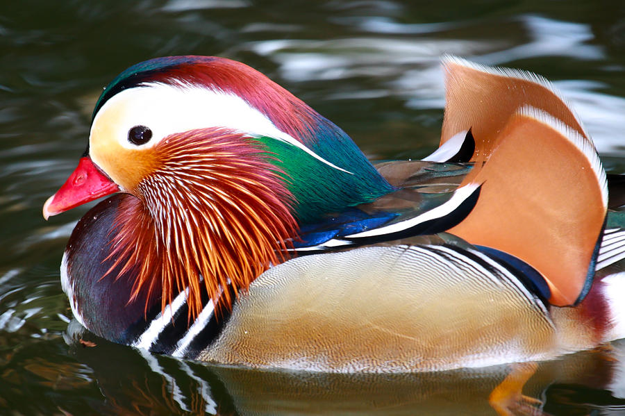 Mandarin Duck #2 Photograph by Paul Marto