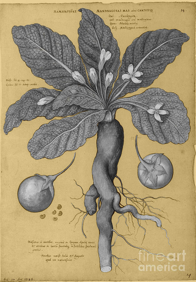 mandrake plant