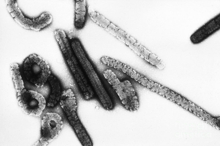 Marburg Virus Tem #2 Photograph by Science Source