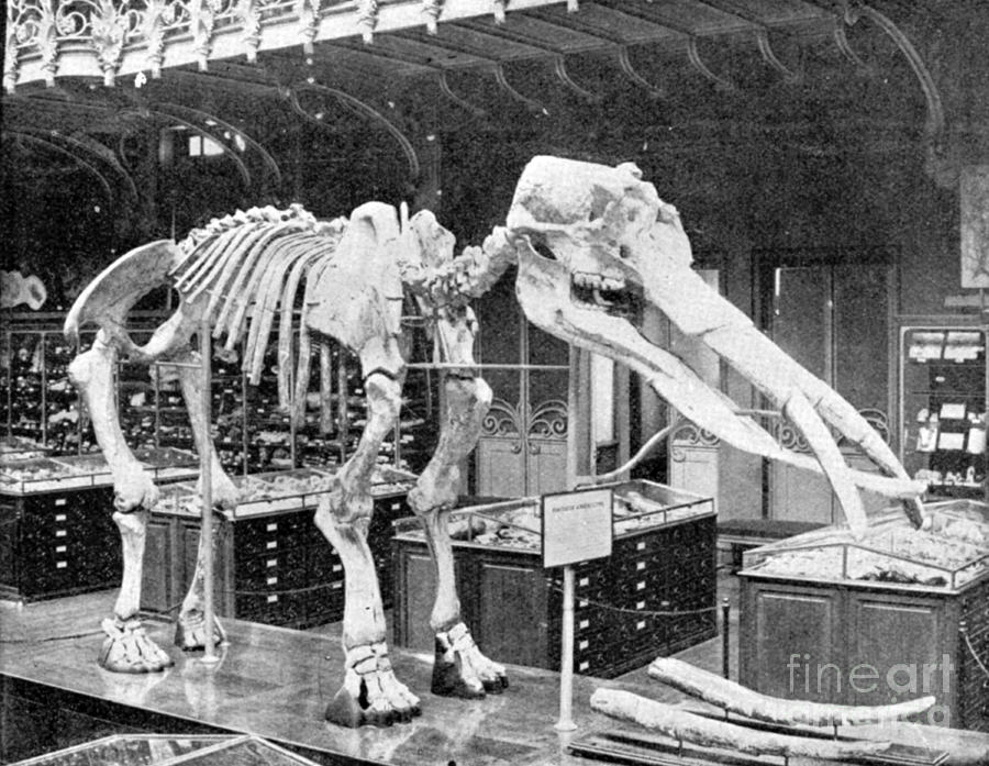Prehistoric Photograph - Mastodon, Cenozoic Mammal #2 by Science Source