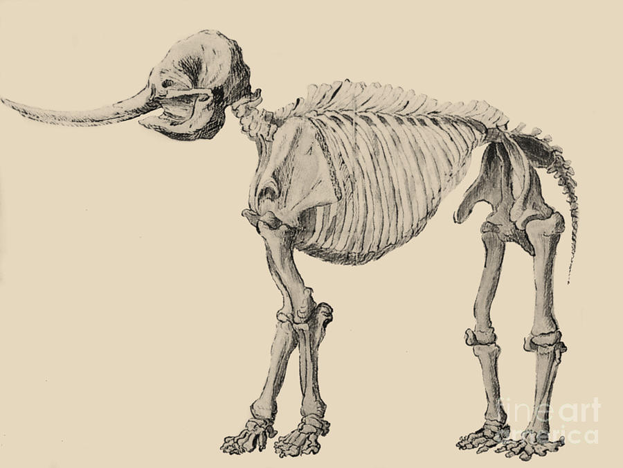 Mastodon Skeleton #2 Photograph by Science Source