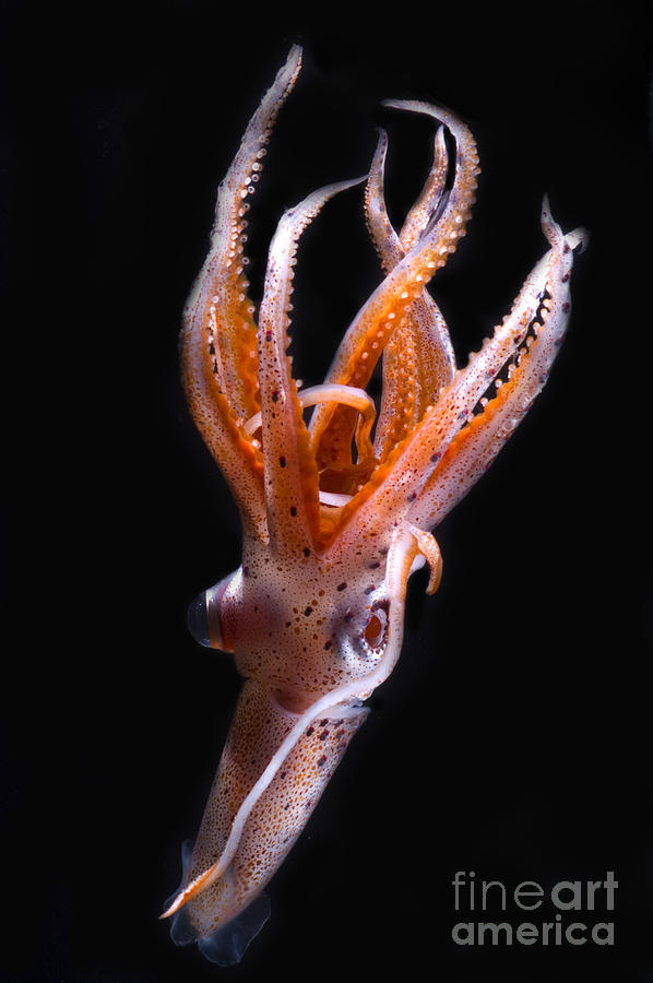 Fish Photograph - Mesopelagic Squid #2 by Dante Fenolio